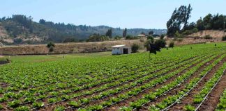 Minagri transfiere más de $1.324 millones en apoyo a agricultores del Biobío ante alza de precios en insumos