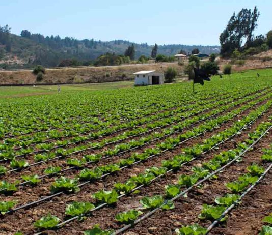 Minagri transfiere más de $1.324 millones en apoyo a agricultores del Biobío ante alza de precios en insumos