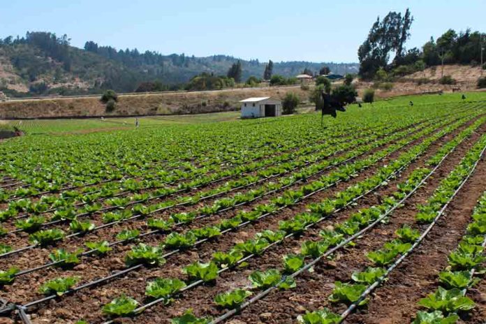 Minagri transfiere más de $1.324 millones en apoyo a agricultores del Biobío ante alza de precios en insumos
