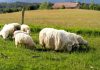 Ministerio de Agricultura llama a agricultores y ganaderos a contratar a tiempo los seguros agropecuarios para resguardar la producción del sector