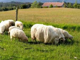 Ministerio de Agricultura llama a agricultores y ganaderos a contratar a tiempo los seguros agropecuarios para resguardar la producción del sector