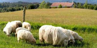 Ministerio de Agricultura llama a agricultores y ganaderos a contratar a tiempo los seguros agropecuarios para resguardar la producción del sector