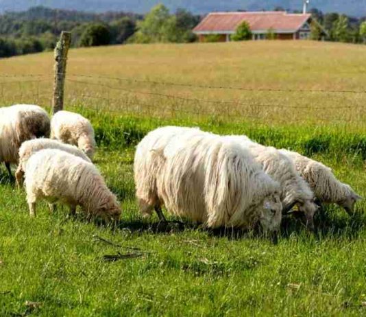 Ministerio de Agricultura llama a agricultores y ganaderos a contratar a tiempo los seguros agropecuarios para resguardar la producción del sector