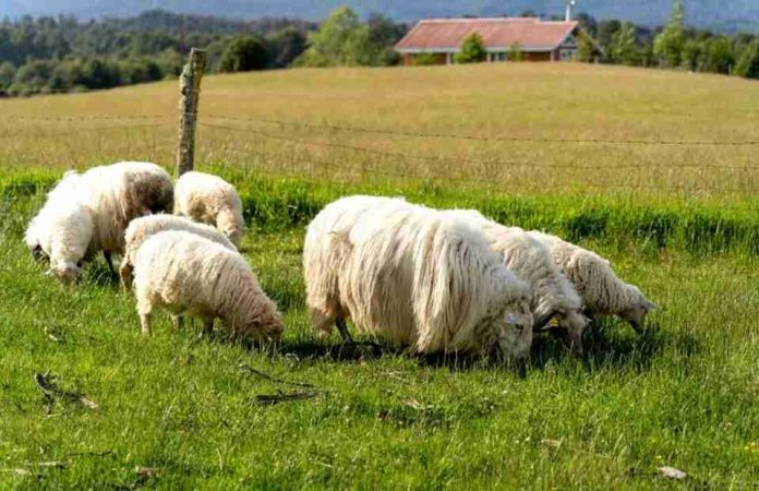 Ministerio de Agricultura llama a agricultores y ganaderos a contratar a tiempo los seguros agropecuarios para resguardar la producción del sector