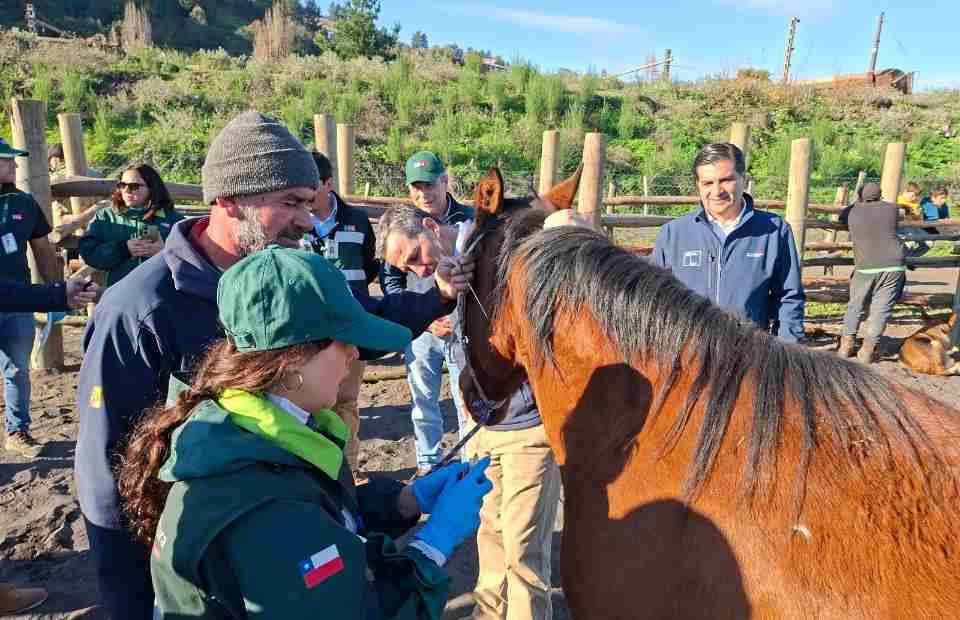 Ministerio de Agricultura realiza operativo a cerca de 150 caballos para prevenir la Anemia Infecciosa Equina en San Rosendo