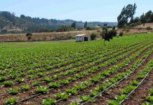 Ministerio de Agricultura transfiere $13 mil millones en apoyo a agricultores ante el alza de precios en insumos Ministerio de Agricultura transfiere $13 mil millones en apoyo a agricultores ante el alza de precios en insumos