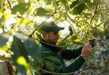 Montosa reporta un fuerte crecimiento en su temporada de aguacate nacional  