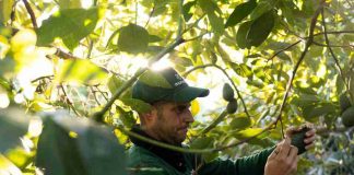 Montosa reporta un fuerte crecimiento en su temporada de aguacate nacional Montosa reporta un fuerte crecimiento en su temporada de aguacate nacional