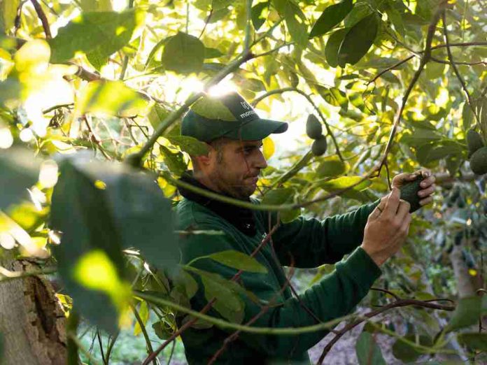 Montosa reporta un fuerte crecimiento en su temporada de aguacate nacional  