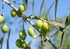 Resguardar un producto emblemático: INIA Intihuasi lidera estrategia para proteger el aceite de oliva