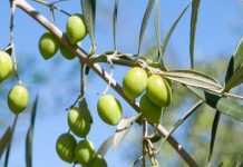 Resguardar un producto emblemático: INIA Intihuasi lidera estrategia para proteger el aceite de oliva