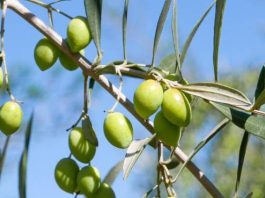 Resguardar un producto emblemático: INIA Intihuasi lidera estrategia para proteger el aceite de oliva