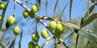 Resguardar un producto emblemático: INIA Intihuasi lidera estrategia para proteger el aceite de oliva
