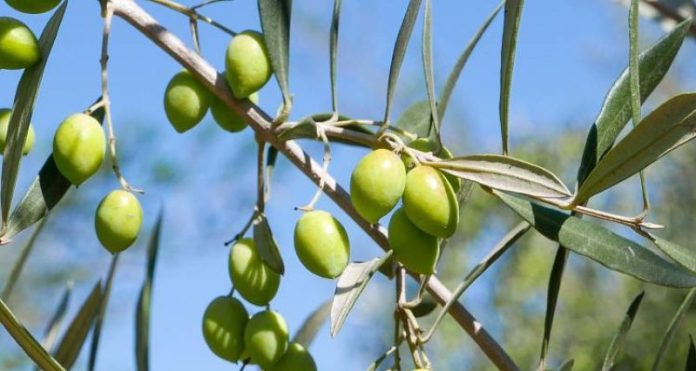 Resguardar un producto emblemático: INIA Intihuasi lidera estrategia para proteger el aceite de oliva