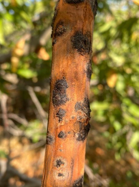 INIA da el puntapié inicial al proyecto que busca fortalecer la detección temprana de hongos que afectan frutales de carozo en O’Higgins