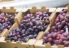 Perú: Uvas frescas concentraron el 2.7% del total exportado en el primer trimestre Perú Uvas frescas concentraron el 2.7% del total exportado en el primer trimestre