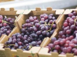 Perú Uvas frescas concentraron el 2.7% del total exportado en el primer trimestre
