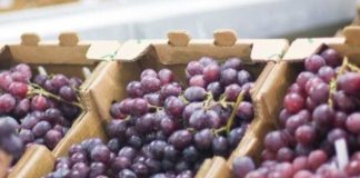 Perú Uvas frescas concentraron el 2.7% del total exportado en el primer trimestre