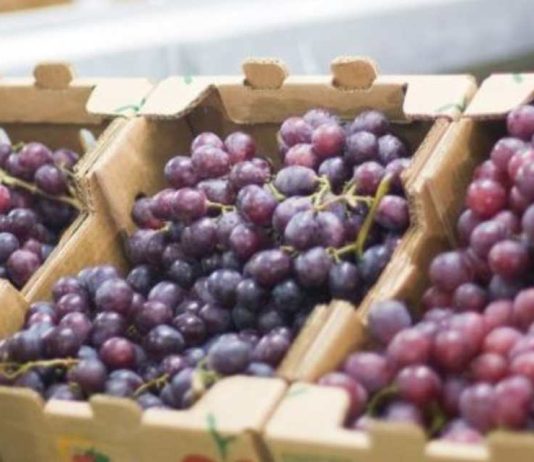 Perú: Uvas frescas concentraron el 2.7% del total exportado en el primer trimestre Perú Uvas frescas concentraron el 2.7% del total exportado en el primer trimestre