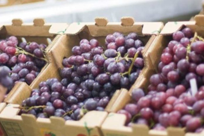 Perú Uvas frescas concentraron el 2.7% del total exportado en el primer trimestre