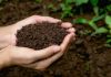 Perú acelera su estrategia ambiental con siembra de 2,5 millones de árboles para 2026