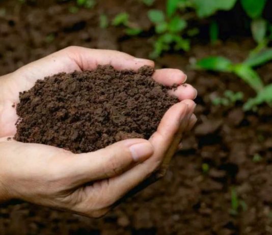 Perú acelera su estrategia ambiental con siembra de 2,5 millones de árboles para 2026