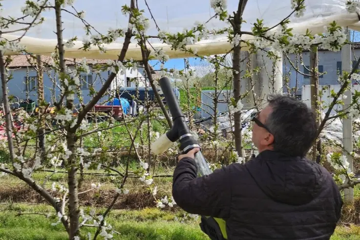 Polinización asistida, polinización artificial, El potencial de la biotecnología Europollen de Zimex para el cultivo de la cereza en Europa