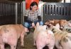 Porcicultura impulsa crecimiento récord del alimento balanceado colombiano Porcicultura impulsa crecimiento récord del alimento balanceado colombiano