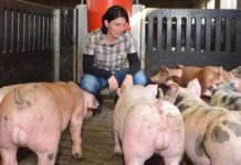 Porcicultura impulsa crecimiento récord del alimento balanceado colombiano Porcicultura impulsa crecimiento récord del alimento balanceado colombiano