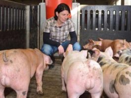 Porcicultura impulsa crecimiento récord del alimento balanceado colombiano
