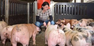 Porcicultura impulsa crecimiento récord del alimento balanceado colombiano