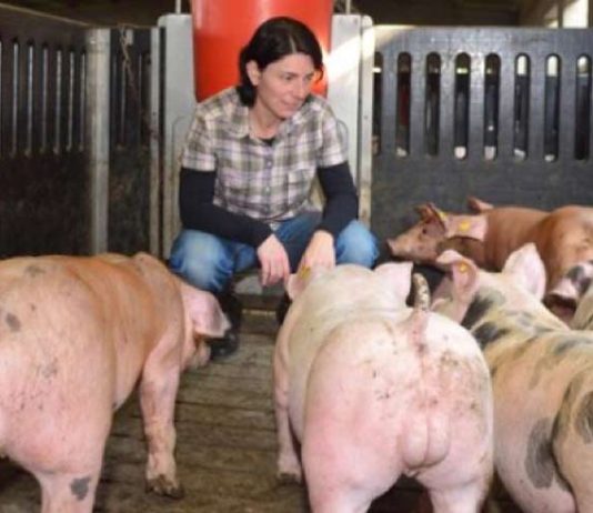 Porcicultura impulsa crecimiento récord del alimento balanceado colombiano Porcicultura impulsa crecimiento récord del alimento balanceado colombiano