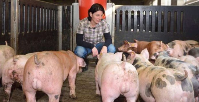 Porcicultura impulsa crecimiento récord del alimento balanceado colombiano