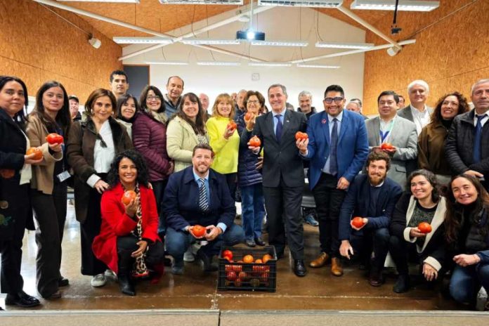 Reportaje | ProChile lanza en Quillota estudio clave para impulsar el tomate fresco de la Región de Valparaíso