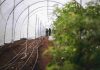 Proyecto FIA en Puerto Varas impulsa uso de nanoburbujas para fortalecer la agricultura regenerativa en el sur de Chile