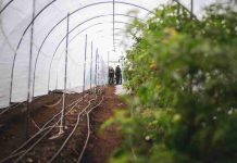 Proyecto FIA en Puerto Varas impulsa uso de nanoburbujas para fortalecer la agricultura regenerativa en el sur de Chile