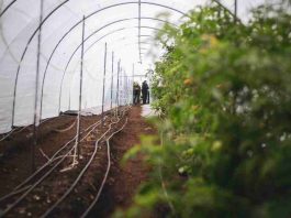 Proyecto FIA en Puerto Varas impulsa uso de nanoburbujas para fortalecer la agricultura regenerativa en el sur de Chile
