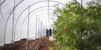 Proyecto FIA en Puerto Varas impulsa uso de nanoburbujas para fortalecer la agricultura regenerativa en el sur de Chile