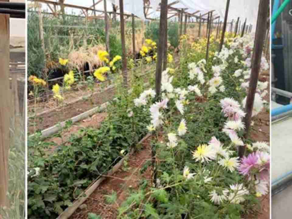 Proyecto valida innovador uso de ozono para reducir plagas en la floricultura de la Región de Valparaíso Proyecto valida innovador uso de ozono para reducir plagas en la floricultura de la Región de Valparaíso
