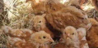 Refuerzan medidas de bioseguridad para avicultores del Maule con capacitaciones provinciales