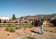 Reportaje | Apicultura regenerativa gana espacio como alternativa productiva en un contexto donde las abejas sostienen el 75% de los cultivos