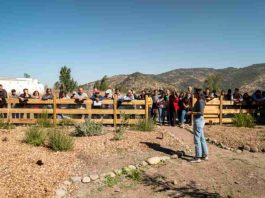 Reportaje | Apicultura regenerativa gana espacio como alternativa productiva en un contexto donde las abejas sostienen el 75% de los cultivos