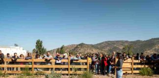 Reportaje | Apicultura regenerativa gana espacio como alternativa productiva en un contexto donde las abejas sostienen el 75% de los cultivos