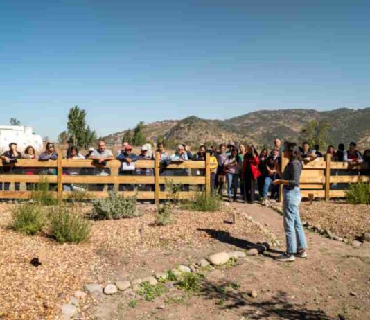 Reportaje | Apicultura regenerativa gana espacio como alternativa productiva en un contexto donde las abejas sostienen el 75% de los cultivos Reportaje | Apicultura regenerativa gana espacio como alternativa productiva en un contexto donde las abejas sostienen el 75% de los cultivos