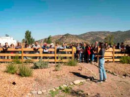 Reportaje | Apicultura regenerativa gana espacio como alternativa productiva en un contexto donde las abejas sostienen el 75% de los cultivos