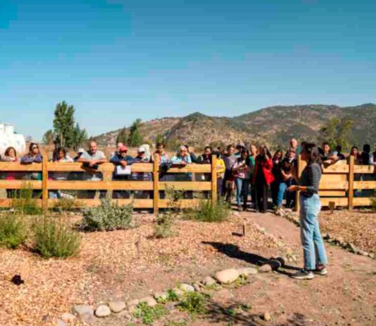 Reportaje | Apicultura regenerativa gana espacio como alternativa productiva en un contexto donde las abejas sostienen el 75% de los cultivos Reportaje | Apicultura regenerativa gana espacio como alternativa productiva en un contexto donde las abejas sostienen el 75% de los cultivos