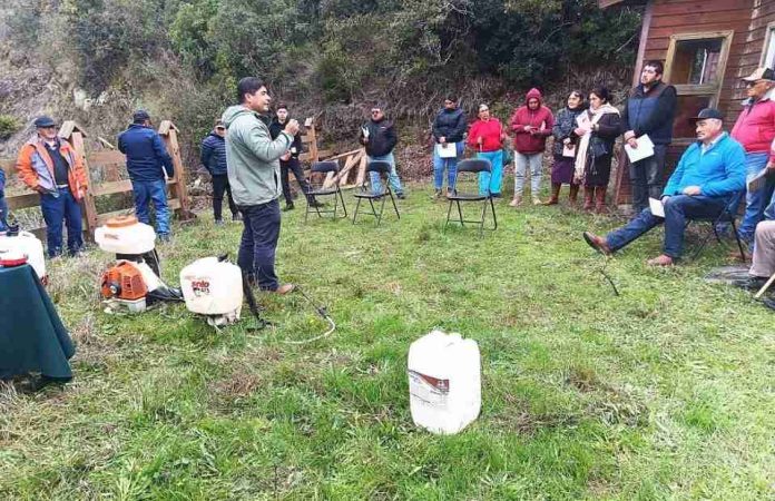 Reportaje | Proyecto internacional impulsa uso seguro de plaguicidas y alternativas biológicas entre productores de papa de Arauco