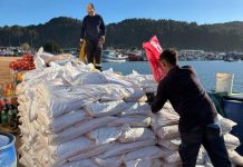 INDAP entrega praderas suplementarias para asegurar alimento animal en la región del Biobío