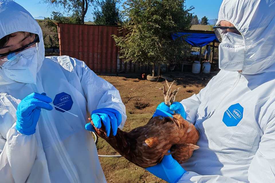 SAG Ñuble realiza vigilancia por influenza aviar con muestreo en aves de traspatio en zonas focalizadas SAG Ñuble realiza vigilancia por influenza aviar con muestreo en aves de traspatio en zonas focalizadas