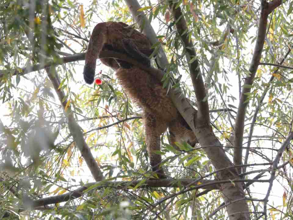 SAG captura puma que merodeaba en sector poblado de Paine y evalúa su reinserción en la naturaleza SAG captura puma que merodeaba en sector poblado de Paine y evalúa su reinserción en la naturaleza